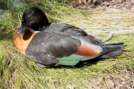 the Australian shelduck is a colorful waterbird with a black head, white stripe on its throat green feather, cinnamon colred feathers and black feathersの写真素材