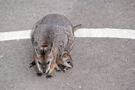 the tammar wallaby is mostly grey with a white stripe on its face