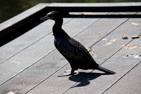 the little black cormorant is all black with a blue eye
