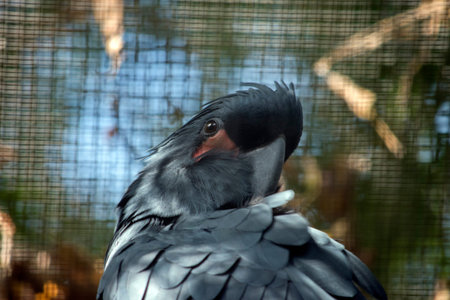 the palm parrot is black with red cheeks