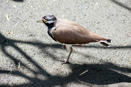 the banded lapwing has brown wings, a black head with a white stripe, its eye has a yellow surround...