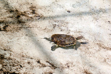 the turtle has a hard shell and is brownの写真素材
