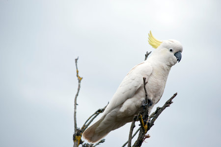 the sulphur crested is a white bitd with a yellow crest and a black beak
