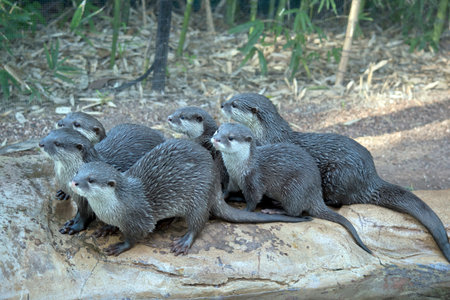 this is a side view of Asian small-clawed ottersの写真素材