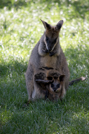 the joey swamp wallaby is resting in his mothers pouchの写真素材