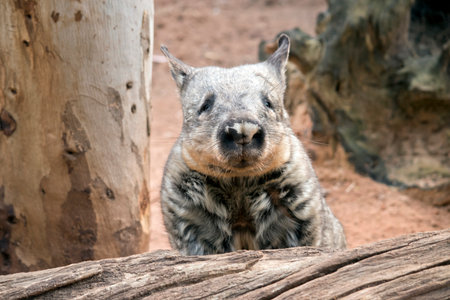 the hairy nosed wombat has sharp claws for digging is brown in color and walks on four legs like a dogの写真素材