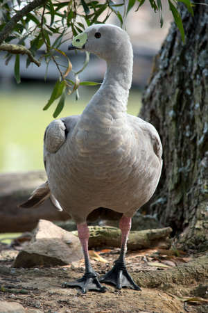 the cape barren goose is looking for foodの写真素材