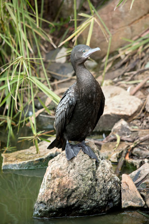 the little black cormorant is a sea bird which is black with webbed feet