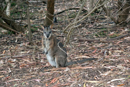 the tammar wallaby is mainly grey with a little beige and a stripe above its mouthの写真素材