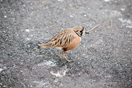 the inland dotteral is a brown, white and black bird