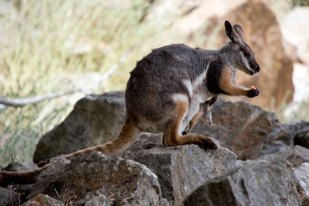 the yellow footed rock wallaby is eating a carrotの写真素材