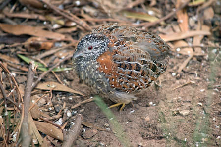the king quail is grey, white, black and tan ground birdの写真素材
