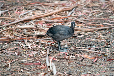 the  eurasian coot chick is looking for food