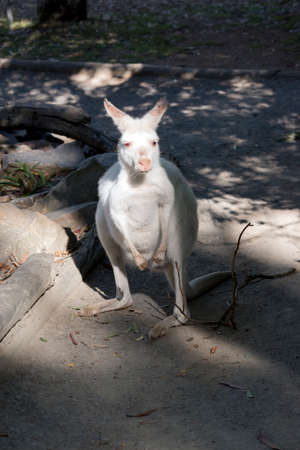 the albino western grey kangaroo is white with pink ears, nose and pawsの写真素材