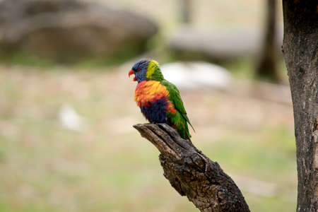 the rainbow lorikeet is perched on a branchの写真素材