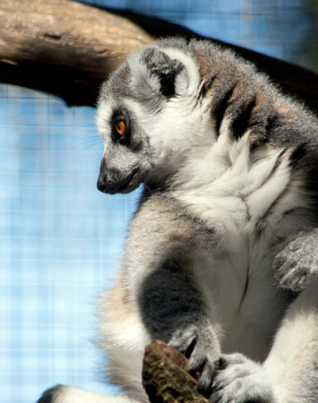 the ring tail lemur has a grey furry body, with a white chest and white around its face. It has...