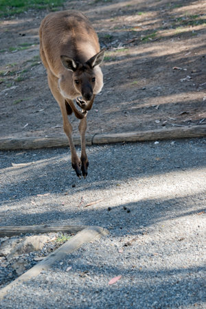 the western grey kangaroo is brown with black paws