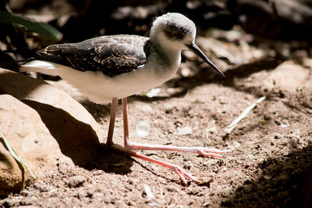 the black winged stilt is sitting on dirt