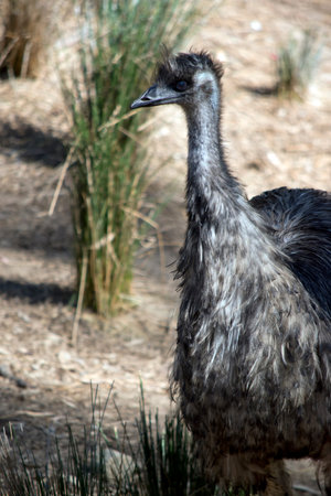 the Australian emu is a tall flightless bird it is tan, brown and black