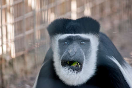 this is a close up of a e black and white colobusの写真素材
