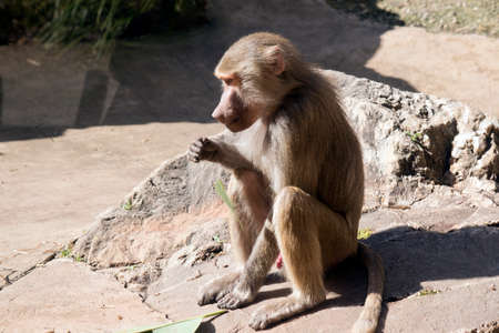 the young baboon is resting in the sunの写真素材