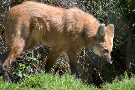 the maned wolf is brown, white fur in its ears and a black nose.