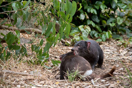 the Tasmanian devil is a vicious  black marsupial, these two are fightingの写真素材