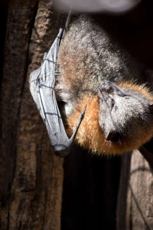 the fruit bats are black, tan and greyの写真素材