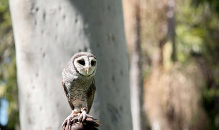 the lesser sooty owl has brown wings with white spotsの写真素材
