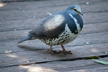 the wonga pigeon is walking on a pierの写真素材