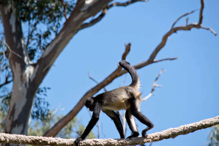 the spider monkey has black and tan fur. He has a long tail that he uses to keep its balanceの写真素材