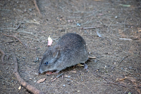 the long nosed potoroo has grey fur is a small marsupialの写真素材