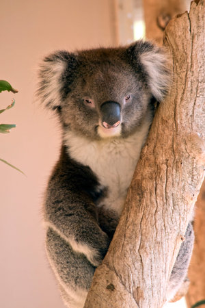 koalas are marsupials that climb trees and eat gum leaves