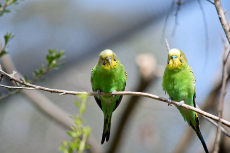 the budgies are green and yellow with blckの写真素材