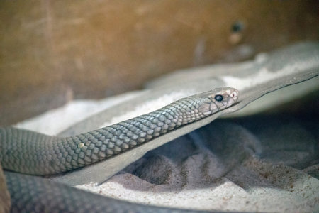 the eastern brown snake eats, birds, mammals and bugs