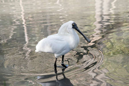 the royal spoonbill has a large white body and black bill that looks like a spoon with yellow eyebrowsの写真素材