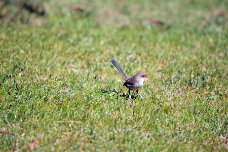 the female fairy wren is is brown and white with a blue tail and orange around its eye