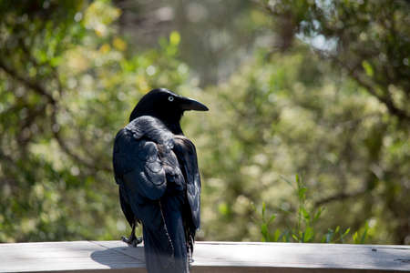 the Australian raven is a black bird with a white eyeの写真素材