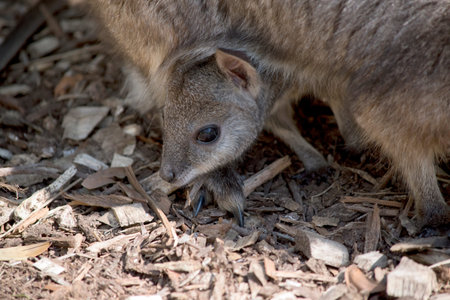 the joey is sticking his head out of the pouch