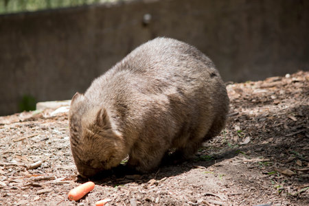 the wombat is a brown and gray marsupial which burrows underground