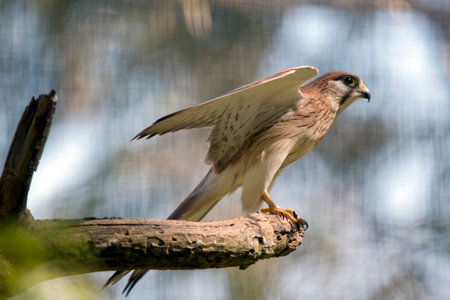 the Australian nankeen kestrel is a raptor as it catches its prey while flying