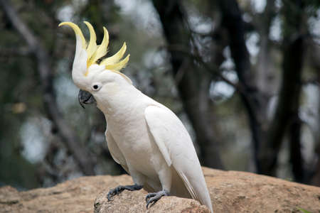 the sulphur crested cockatoo is a white bird, it  has a yellow crest. it is perched on a rock.の写真素材