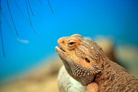 This is a side view of a bearded dragpnの写真素材
