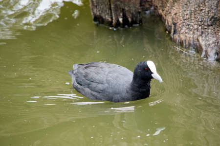 the Eurasian coot is a black bird with a white head shield and brown eyesの写真素材