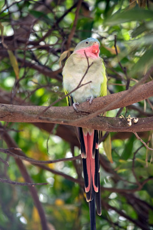 the princess parrot is a colorful bird with a pink beak and neck, green wings, pink on its tail and...