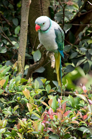 the blue winged parakeet has a red beak and two stripes around its neck, it has a light teal body
