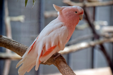 the majoir mitchell or pink cockatoo  is sitting on a perch