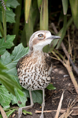 the bush stone curlew in the presents of danger he will stand perfectly stillの写真素材