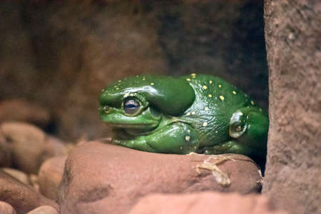 this is a side view of a splendid tree frog restingの写真素材