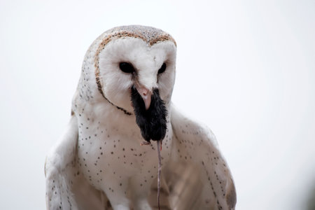 the barn owl has a heart shaped white face with a white chest with brown spots and brown wingsの写真素材